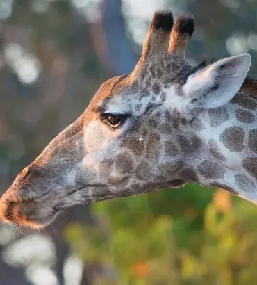 Giraffe