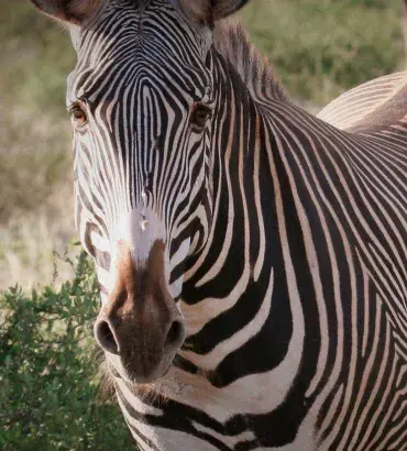 Grevy's Zebra