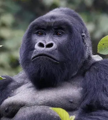 Mountain Gorilla