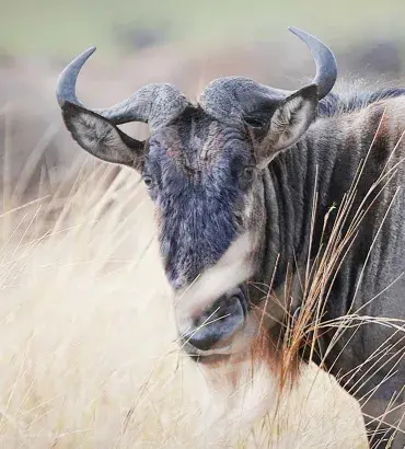 Wildebeest