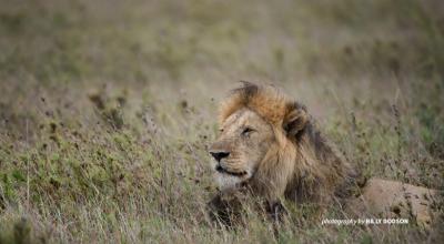 Male African lion sitting in savanna grassland