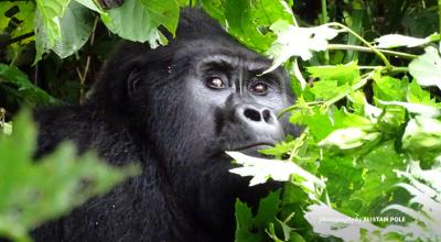 Rafiki silverback mountain gorilla killed in Bwindi