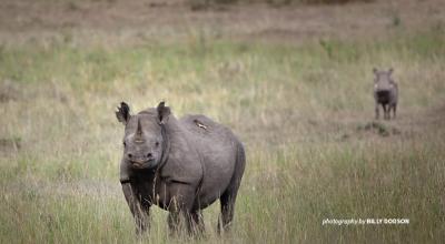 Black rhino in Kenya