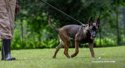 Photo of AWF-trained sniffer dog at Canines for Conservation facility in Usa River