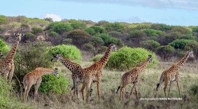 Photo of six giraffes in Tsavo shrubland