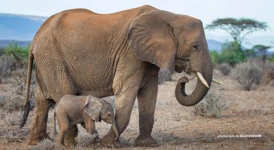 Photo of adult elephant with baby elephant