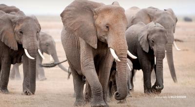 Photo of herd of elephants walking