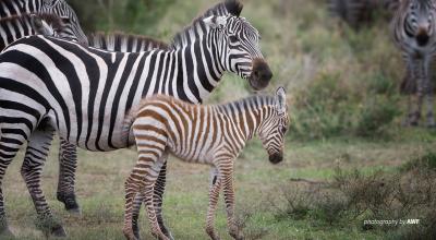 Zebras with calf