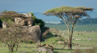 Photo of African wildlife grazing in African savanna landscape