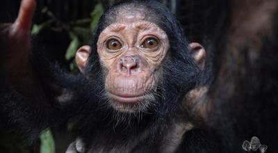 Close-up of rescued baby chimpanzee in Cameroon
