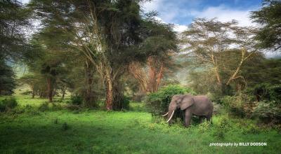 Elephant in the forest.