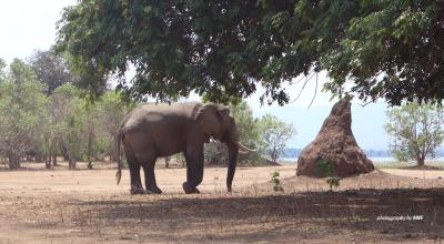Elephant in Mana Pools