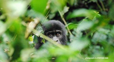 A young mountain gorilla hides in the leaves.