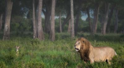 Lion in the forest.