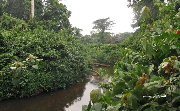 Dja Fauna Reserve