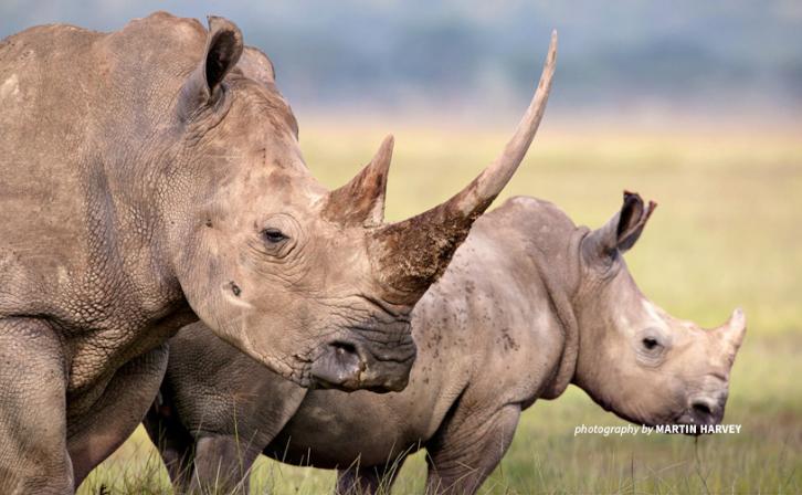 Rhinos poached for illegal trade in rhino horn 