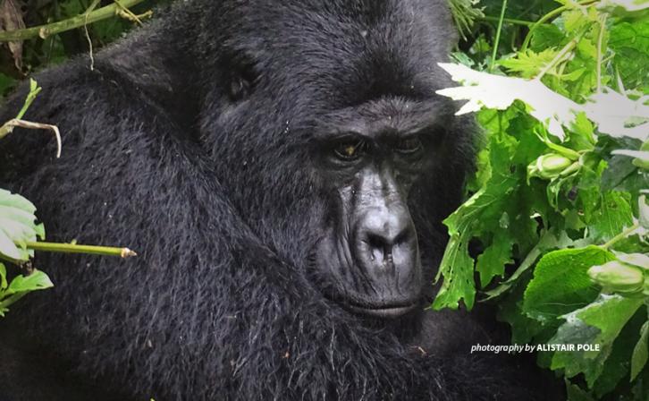 Silverback mountain gorilla Rafiki in Uganda protected area
