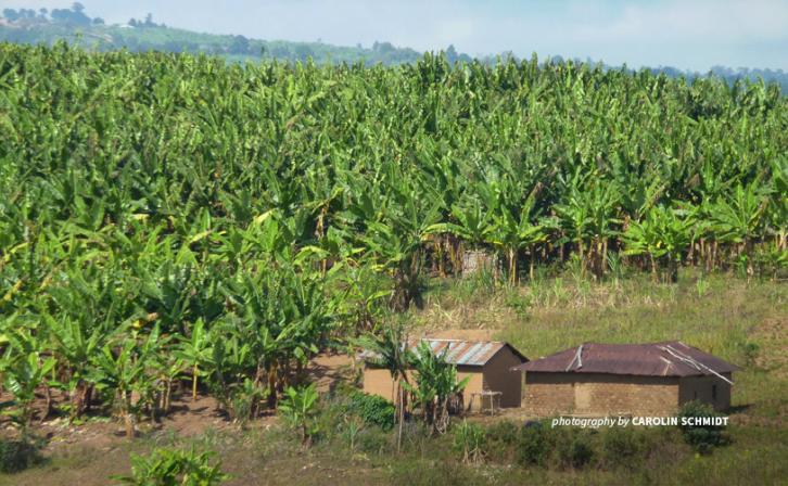 Small-scale farming in Southern Tanzania