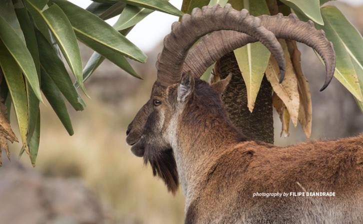 Walia ibex in Simien Mountains National Park