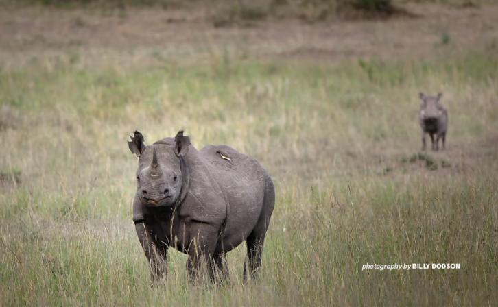 Black rhino in Kenya
