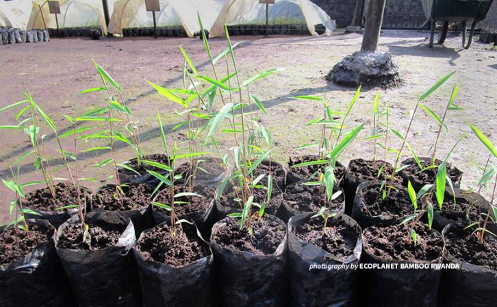 Bamboo wildings for Volcanoes National Park ecological restoration