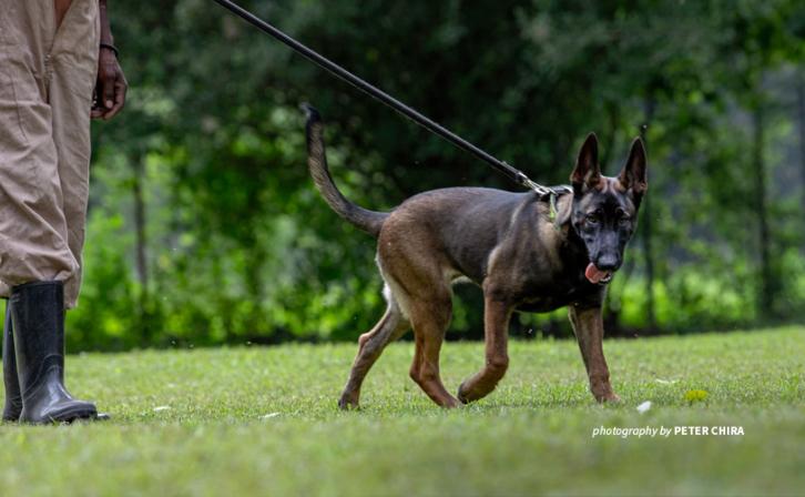 Photo of AWF-trained sniffer dog at Canines for Conservation facility in Usa River