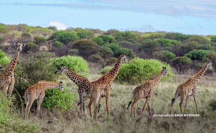 Photo of six giraffes in Tsavo shrubland