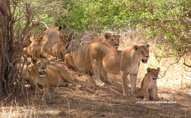 Photo of a pride of lions resting near a tree