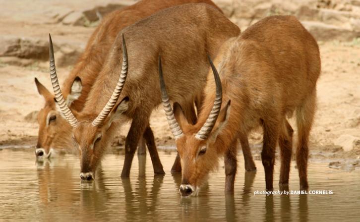 Defassa waterbucks drinking water in Niger protected area
