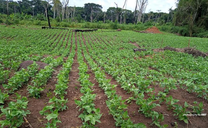 Photo of bean plantation on AWF-supported sustainable agriculture school field in Bili