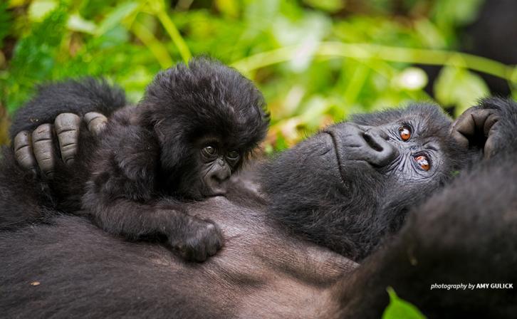 GORILLAS RELAXING