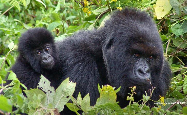 Photo of mountain gorilla adult and mountain gorilla baby