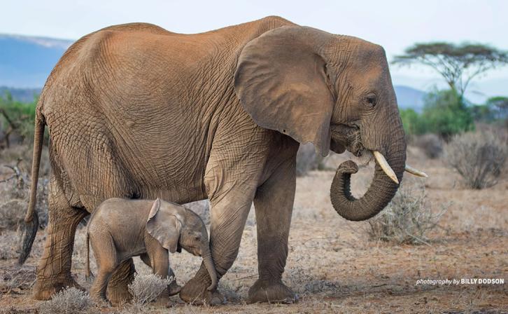 Photo of adult elephant with baby elephant