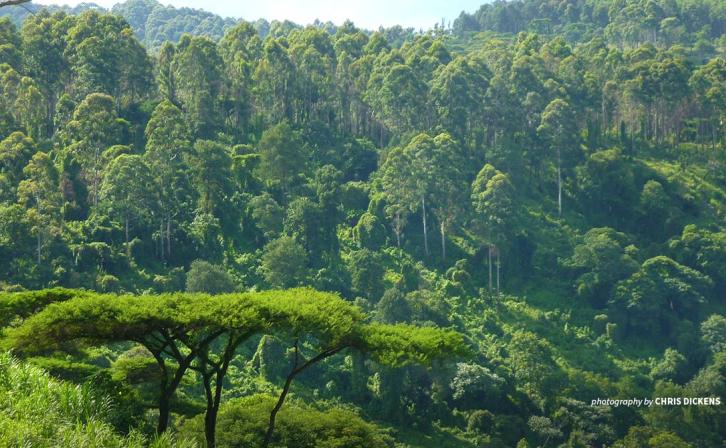 Photo of forested Imatong Mountains in South Sudan