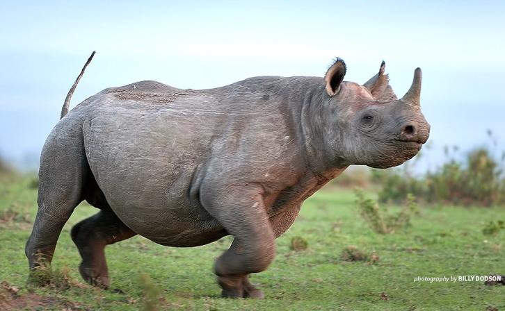 Photo of rhino in grassy landscape