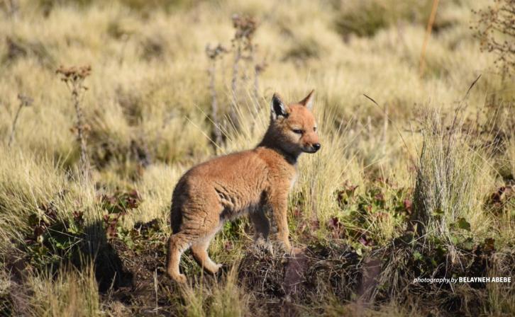 Ethiopian wolf pup in Simien Mountains National Park