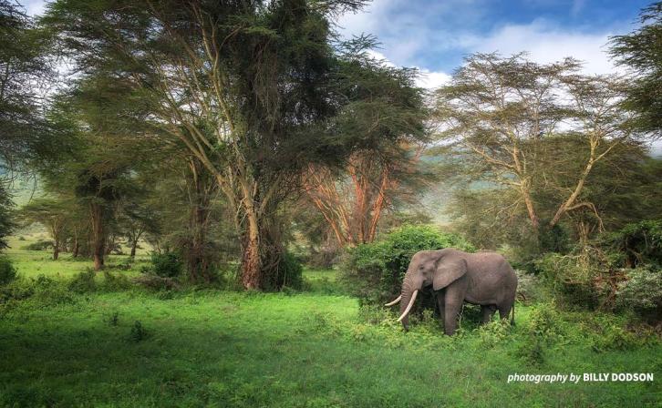 Elephant in the forest.