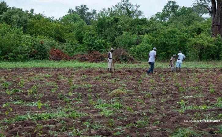 Sustainable agriculture in Zimbabwe