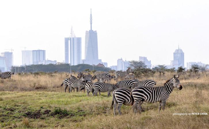 Zebras in Nairobi National Park