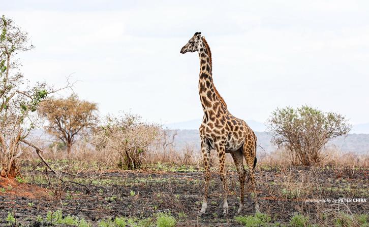 Giraffe in Tsavo landscape