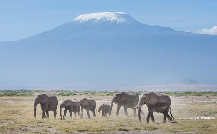 Elephants with Mt Kilimanjaro in the background