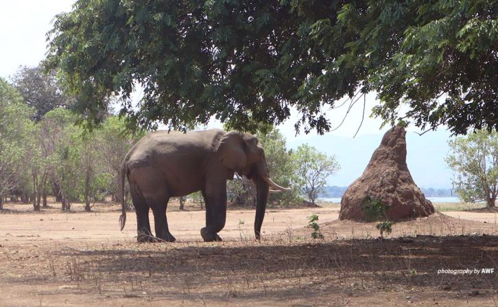 Elephant in Mana Pools