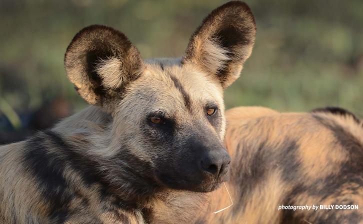 Close-up of a painted dog
