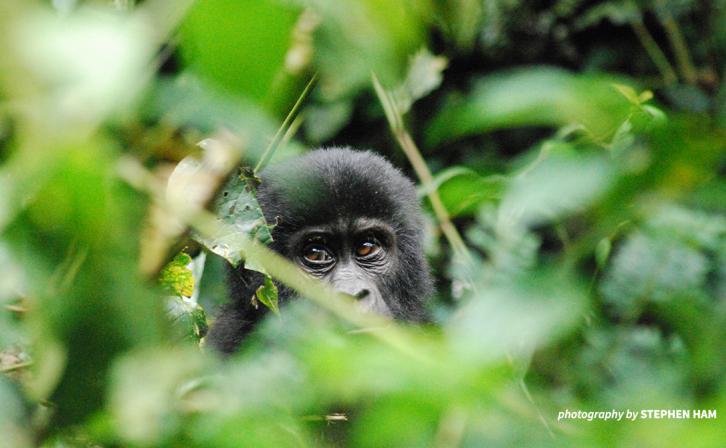 A young mountain gorilla hides in the leaves.