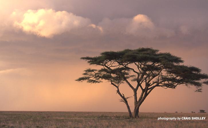 Tree against the sunset