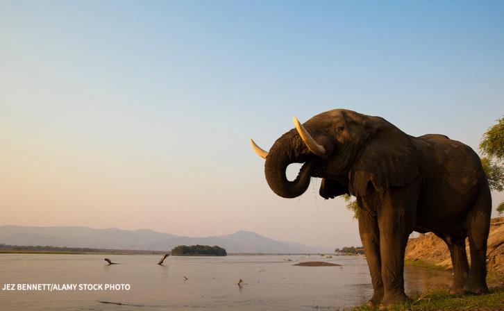 An elephant at the edge of a river.