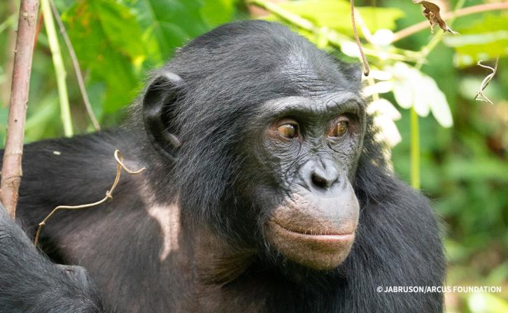 Close-up photo of a bonobo among greenery.