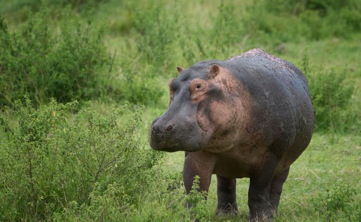 Hippopotamus 