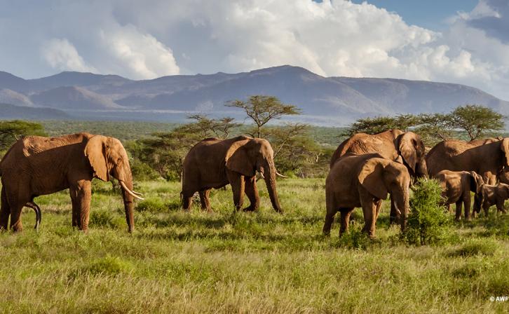 African elephants