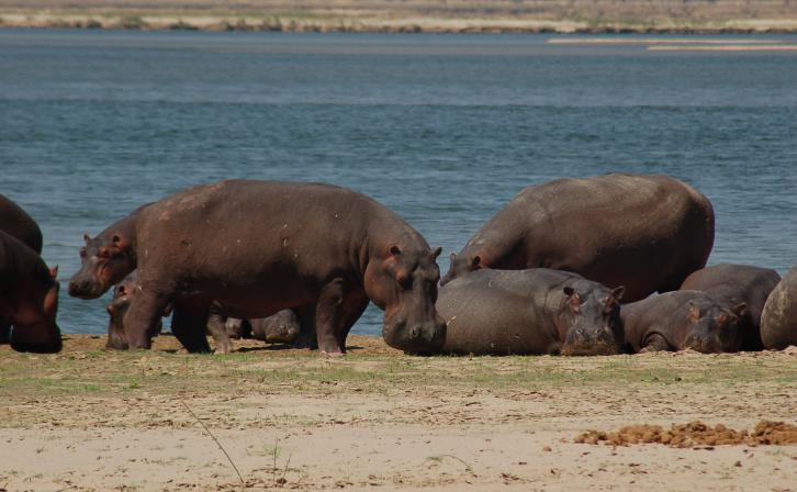 Hippos on the Zambezi.